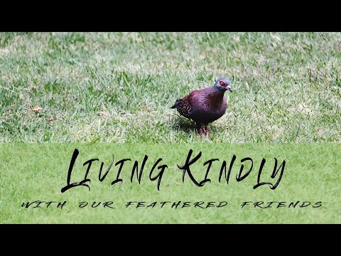 Living kindly with our feathered friends