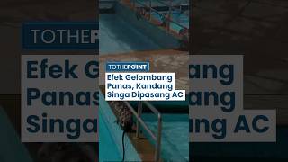 Fenomena Gelombang Panas Terpanjang, Hewan Bonbin Rasakan Panas hingga Kandang Singa Dipasang AC