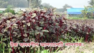 উচ্চ ফলনশীল আলতাপেটি লালশাক।