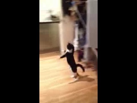 Котка ли е това или нинджа?