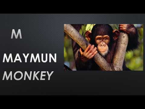 Learn more about the Turkish language course offered at Lifelong Learning Malta