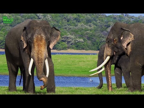 image-Why did Asian elephant become extinct?