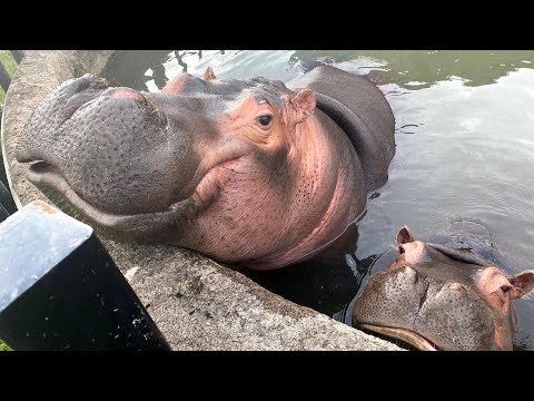 かばのうた