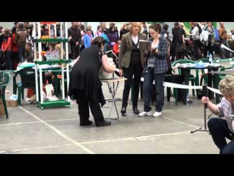 National Dog Show "Baltic Cup"