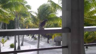 French Polynesia   Bora Bora Hilton Birds