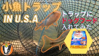 小魚トラップ in U.S.A　ドッグフードで魚は捕れるか