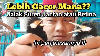 Download lagu Perbedaan Jalak Suren Jantan dan betina || Lebih Gacor yang Mana? mp3 Download lagu Perbedaan Jalak Suren Jantan dan betina || Lebih Gacor yang Mana? mp3