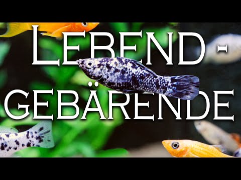Livebearing fish - All about swordtails, mollies, guppies and platies | Aquado-Zoo Dortmund