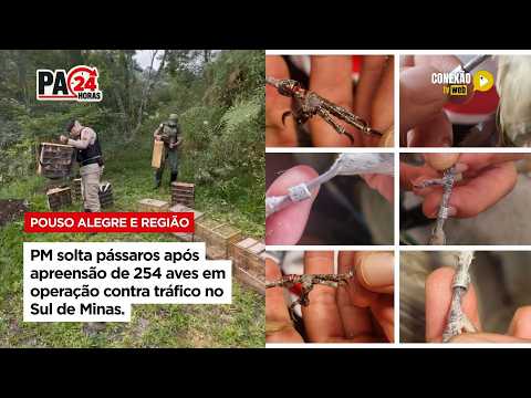 Vídeo: PM solta pássaros após apreensão de 254 aves em operação contra tráfico no Sul de Minas.