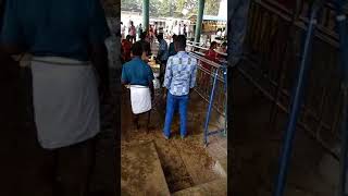 preview picture of video 'Goat approach in Alagarkovil karupu'