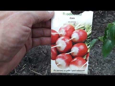 Wysiew warzyw w szklarni