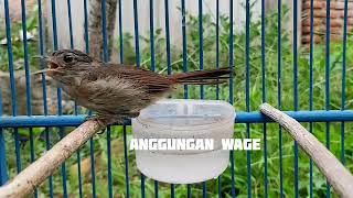 Download lagu Suara Burung Flamboyan Gacor pancingan birahi dan Mental burung macet mp3 Download lagu Suara Burung Flamboyan Gacor pancingan birahi dan Mental burung macet mp3