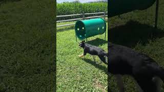 Video preview image #1 German Shepherd Dog Puppy For Sale in Centreville, VA, USA