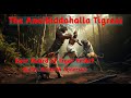 The Anaibiddahalla India Tigress By Mr Kenneth Anderson Dangerous Wildlife Encounters