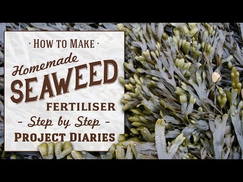 download lagu mp3 mp4 Seaweed Tea For Garden, download lagu Seaweed Tea For Garden gratis, unduh video klip Seaweed Tea For Garden