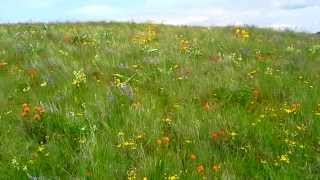 preview picture of video 'Idaho Prairie Wild Flowers'