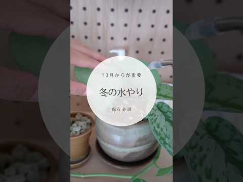 園芸 冬のトリカブト、ヘレボリン