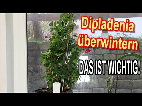 Dipladenia zurückschneiden & richtig überwintern - So gelingt's!