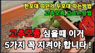 고추모종 심고 이렇게 하면 한포대 따다가 두포대 딸수있어요! #고추재배 #고추키우기 #고추모종심는방법 #고추…