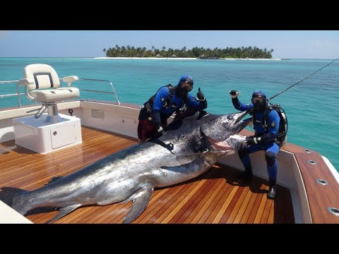 Fastest Giant Bluefin Tuna & Swordfish Catches | Giant Goliath Grouper & Most Satisfying Sea Fishing