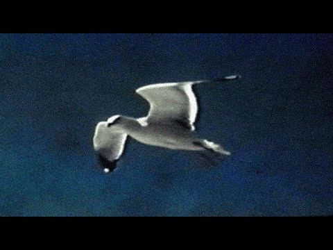 David Gray - Gulls (Official Video)