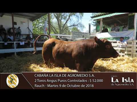 09-10-18 Venta de Toros Angus P.C. - Cabaña La Isla de Agromedio S.A. - Rauch