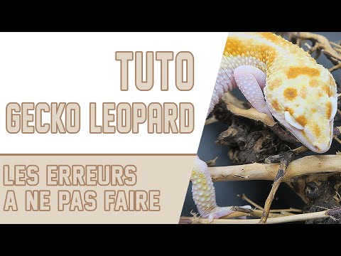 GECKO LEOPARD / Tuto Gecko, les erreurs à ne pas faire ! Semaine Conseils 5/7 -   EUBLEPHARIS