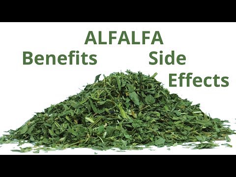 download lagu mp3 mp4 Alfalfa Grass Powder Benefits, download lagu Alfalfa Grass Powder Benefits gratis, unduh video klip Alfalfa Grass Powder Benefits