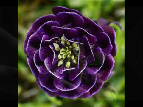 Loesje relaties Loesje relaties