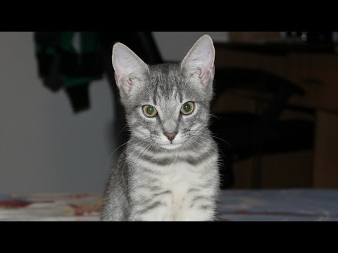 Guilty cat not feeling sorry [Hall of Shame]