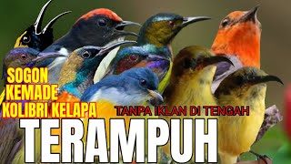 Download lagu SUARA PIKAT BURUNG KEMADE,SOGON,KOLIBRI KELAPA RIBUT PALING AMPUH (@Dyonkicau ) mp3