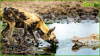 OMG! The Wild Dogs Ventured To Chase Their Prey To The Crocodile Lagoon | Animal Fight