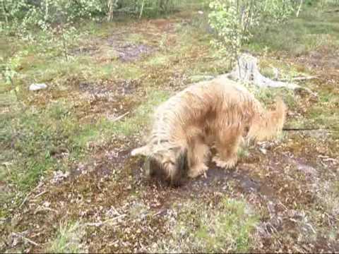 Tracking in forest, briard Monika