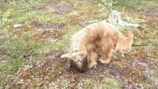 preview picture of video 'Tracking in forest, briard Monika'