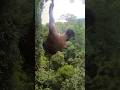 Climb down from this vine is one of the most scary things ever!