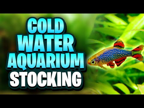 Cold Water Aquarium Fish That Are Perfect for Beginners - Stocking Ideas For Your Unheated Aquarium!