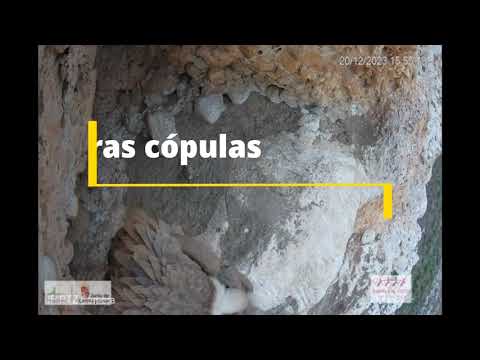 Primeras cópulas de buitre leonado  (Riaza - Segovia)