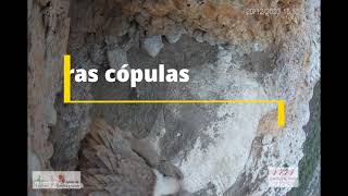 Primeras cópulas de buitre leonado  (Riaza - Segovia)