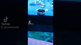 Download lagu #shorts Bait bait rasa #gheaindrawari mp3