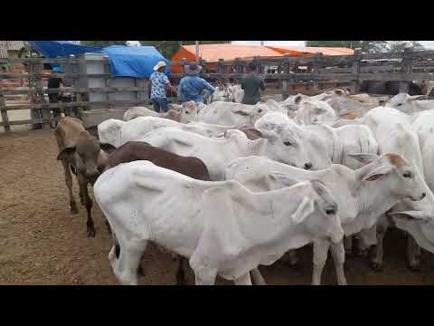 Bezerros nelore no curral de tabira Pernambuco 