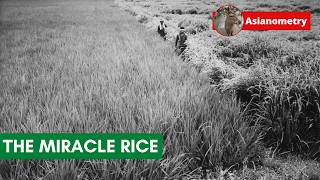 Download lagu The “Miracle” Rice mp3 Download lagu The “Miracle” Rice mp3