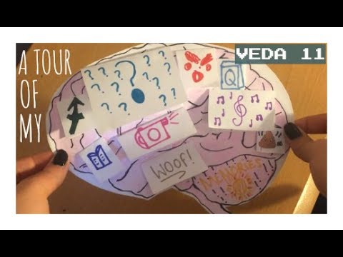 A Tour of My Brain