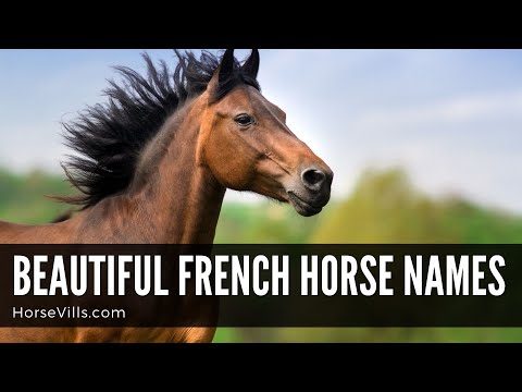 BEAUTIFUL FRENCH HORSE NAMES