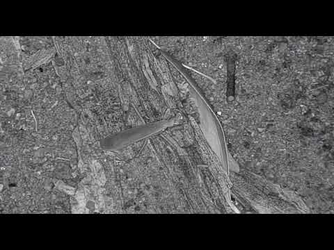 Djuma: Wolf Spider and Mantis during the rain - 01:40 - 09/06/19