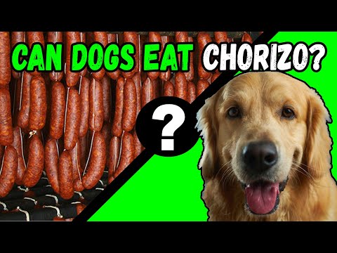 YouTube video about: Can dogs eat chorizo and eggs?
