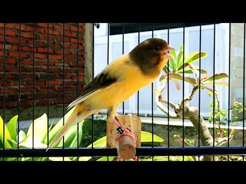 The Best Canary Training!! Belgian Canary Singing Very Loudly