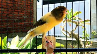 The Best Canary Training!! Belgian Canary Singing Very Loudly