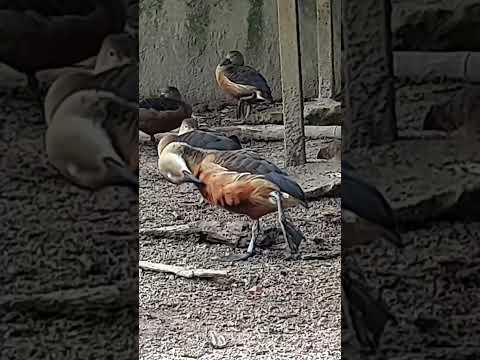 Video 824bf0fe 3dfb 496e 8781 3c060423c040