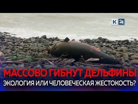 Мертвых дельфинов снова нашли на Черноморском побережье