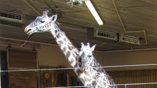 Giraffe Time-Lapse at Roger Williams Park Zoo